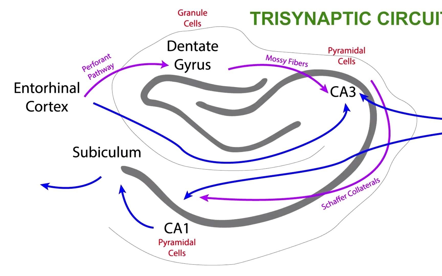【神经生物学基础】海马体的三突触回路哔哩哔哩bilibili