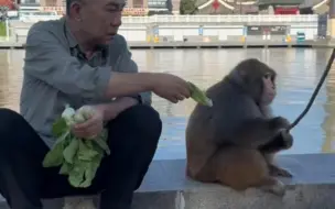 Скачать видео: 好嘛，侯耀华和杨议在河边一个遛狗，一个遛猴，这斗起来没完啦？