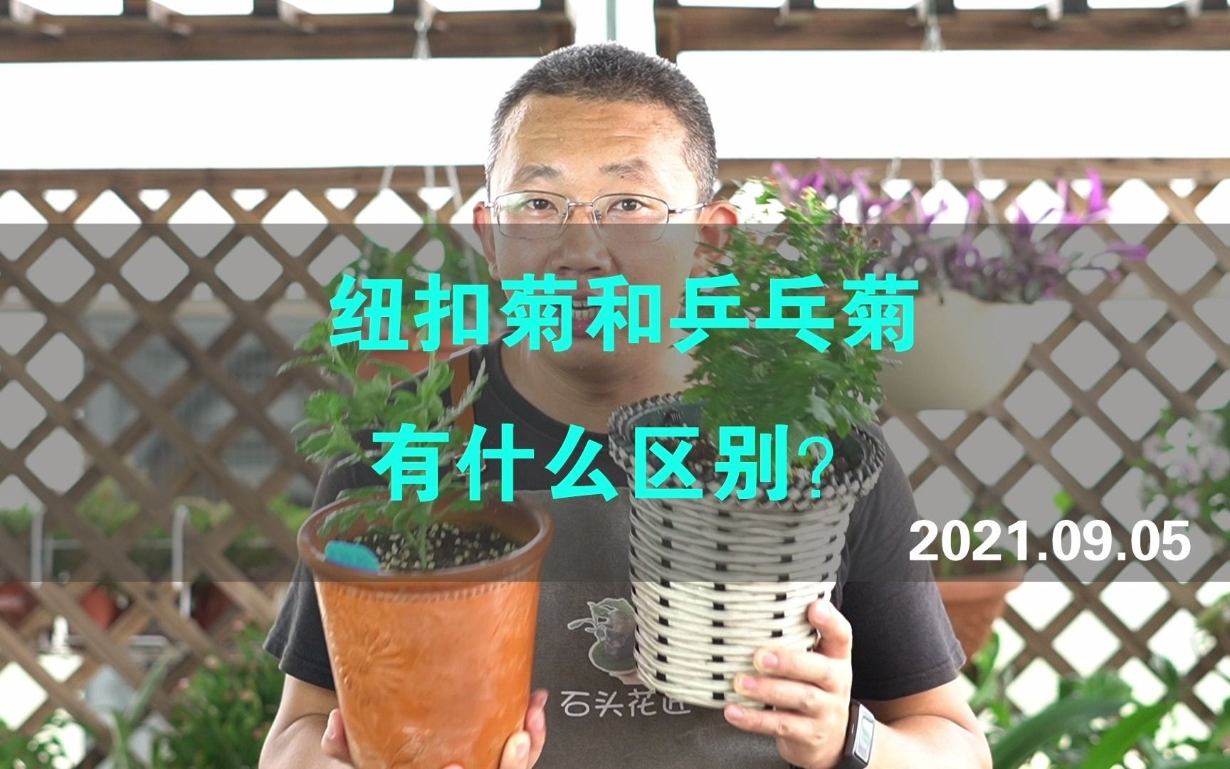 纽扣菊和乒乓菊 ,有什么区别?哔哩哔哩bilibili