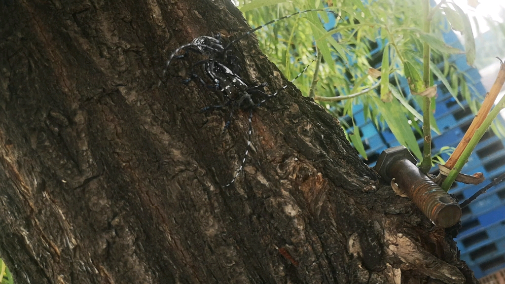 一公一母倆天牛