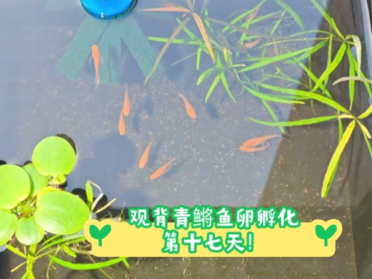 观背青鳉鱼卵孵化第十七天!