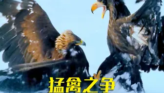 金雕和海雕打架 你认为哪个会赢