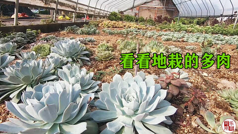 多肉植物老桩很多都是地栽催大的 刚哥去进货 看地栽棚壮观不 哔哩哔哩 Bilibili