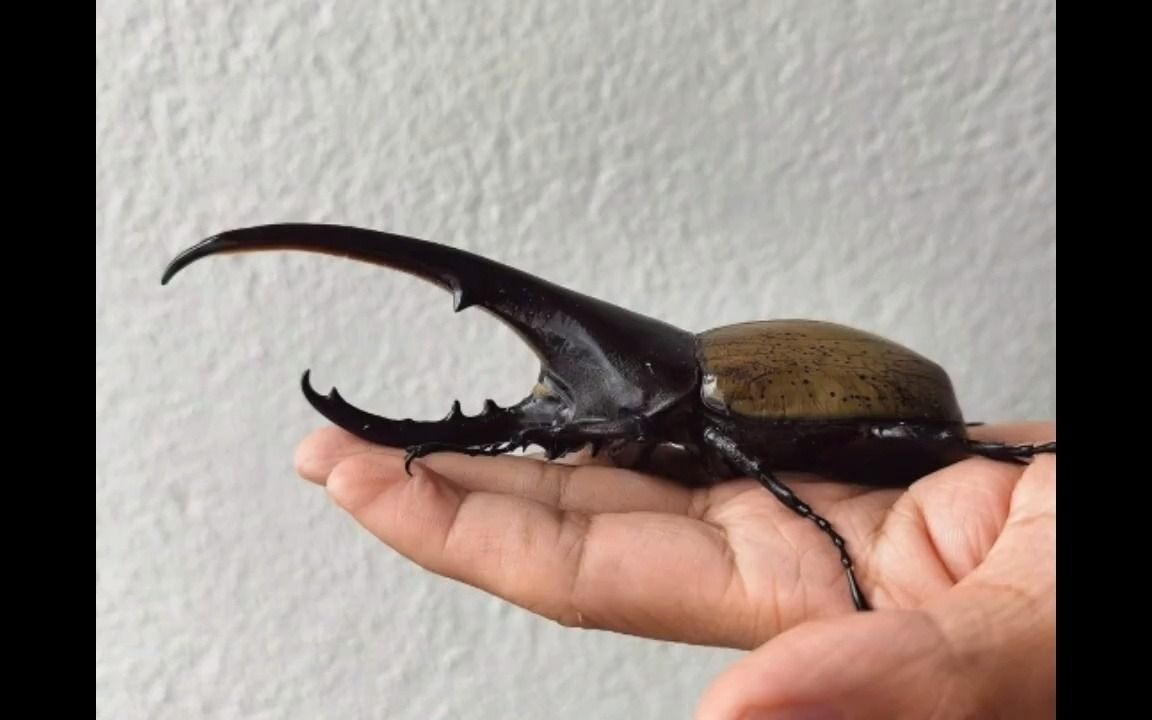 关于独角仙的真相 facts about hercules beetle