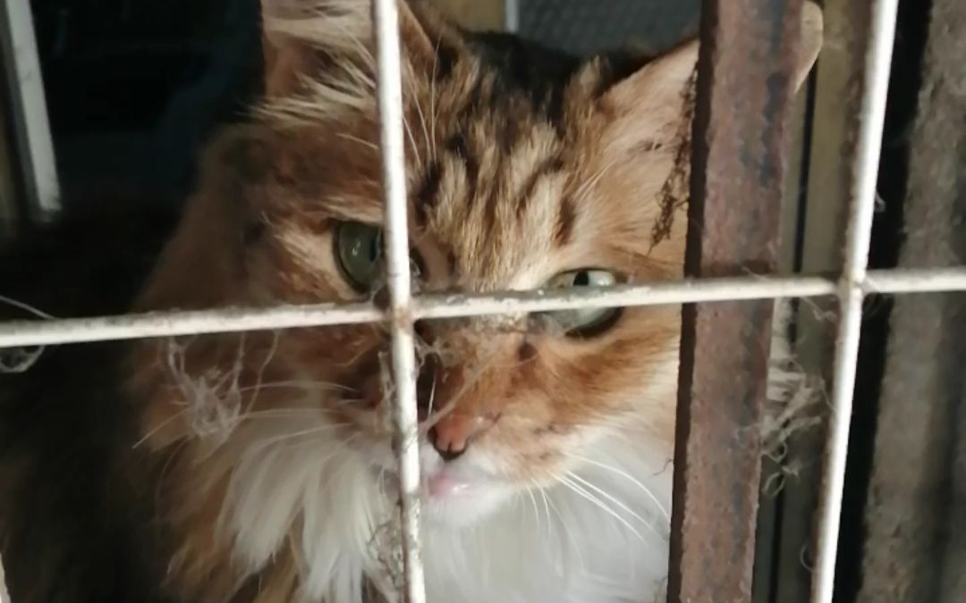 绿眼睛的长毛猫!