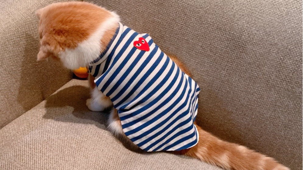 衣服旧衣改造一件猫咪家居服