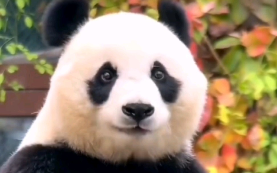 完美大熊猫思嘉,仙女本仙