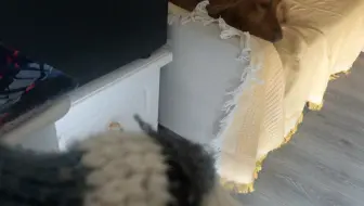 当它有了小沙发后，就可以一天到晚和主人对视了！真的每次回头都在盯着我