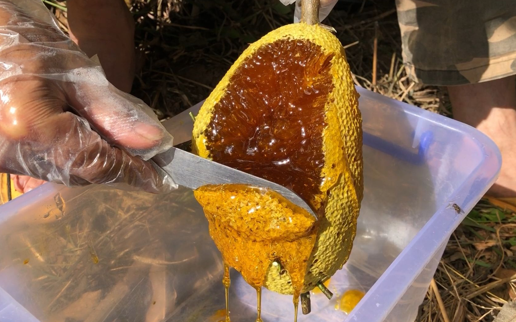 柠檬果树上发现一窝小排蜂挂蜜特别饱满好看又好吃哦