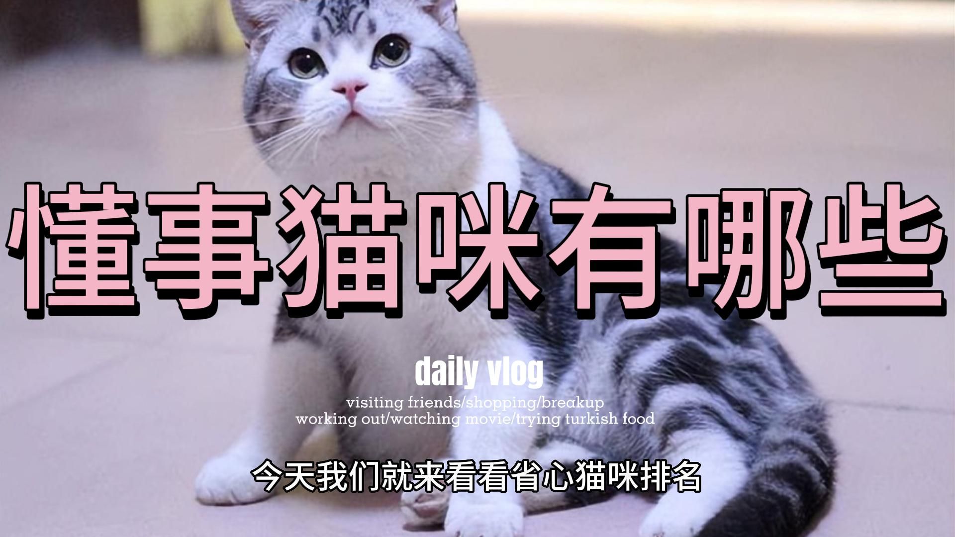 省心猫咪排名:“最懂事”的3种猫哔哩哔哩bilibili