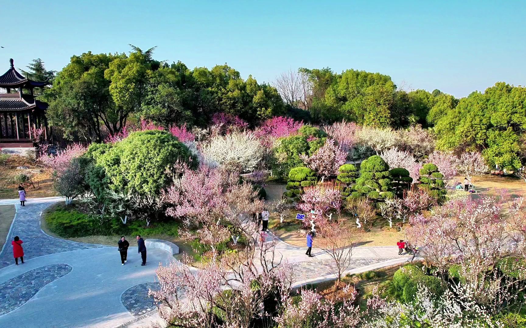 合肥:举办第二十二届梅花节,5000余株梅花盛开,让你一次赏个够哔哩哔哩bilibili