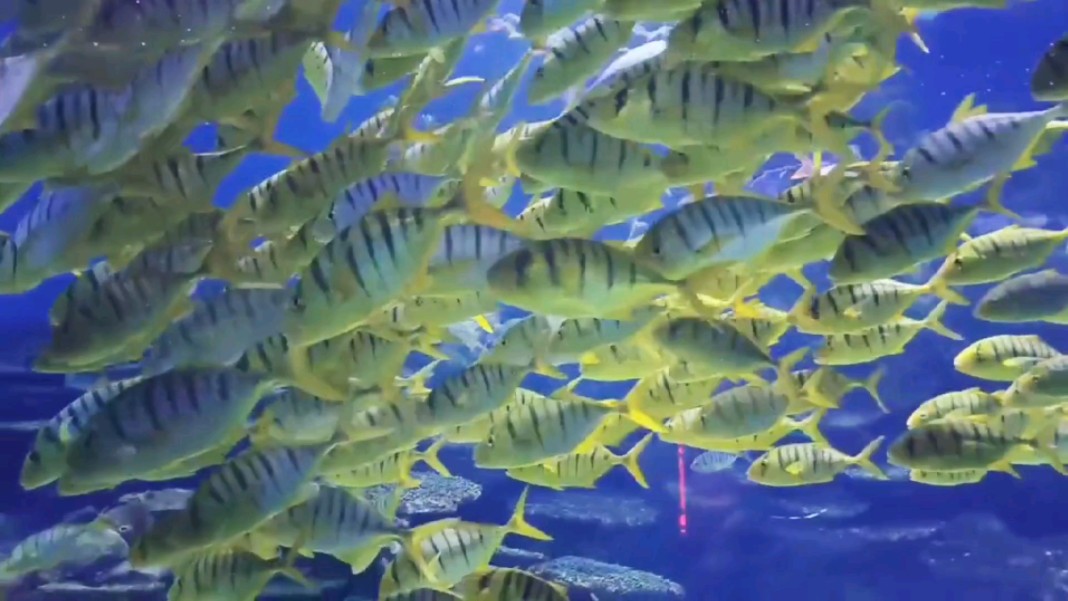 海洋馆探秘,与海洋生物共舞!