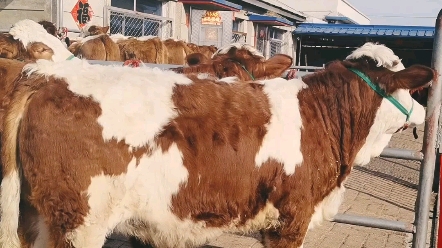西门塔尔第四代母牛