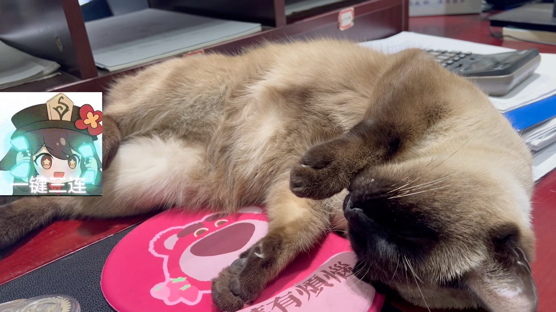 逻辑猫的神奇睡姿大赏