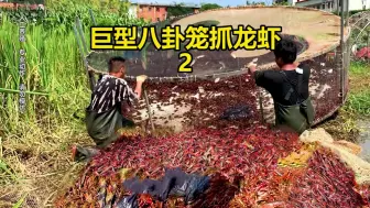 Download Video: 自制巨型八卦笼抓龙虾，花12万包月抓龙虾，看看一天能上多少货？(第二集)