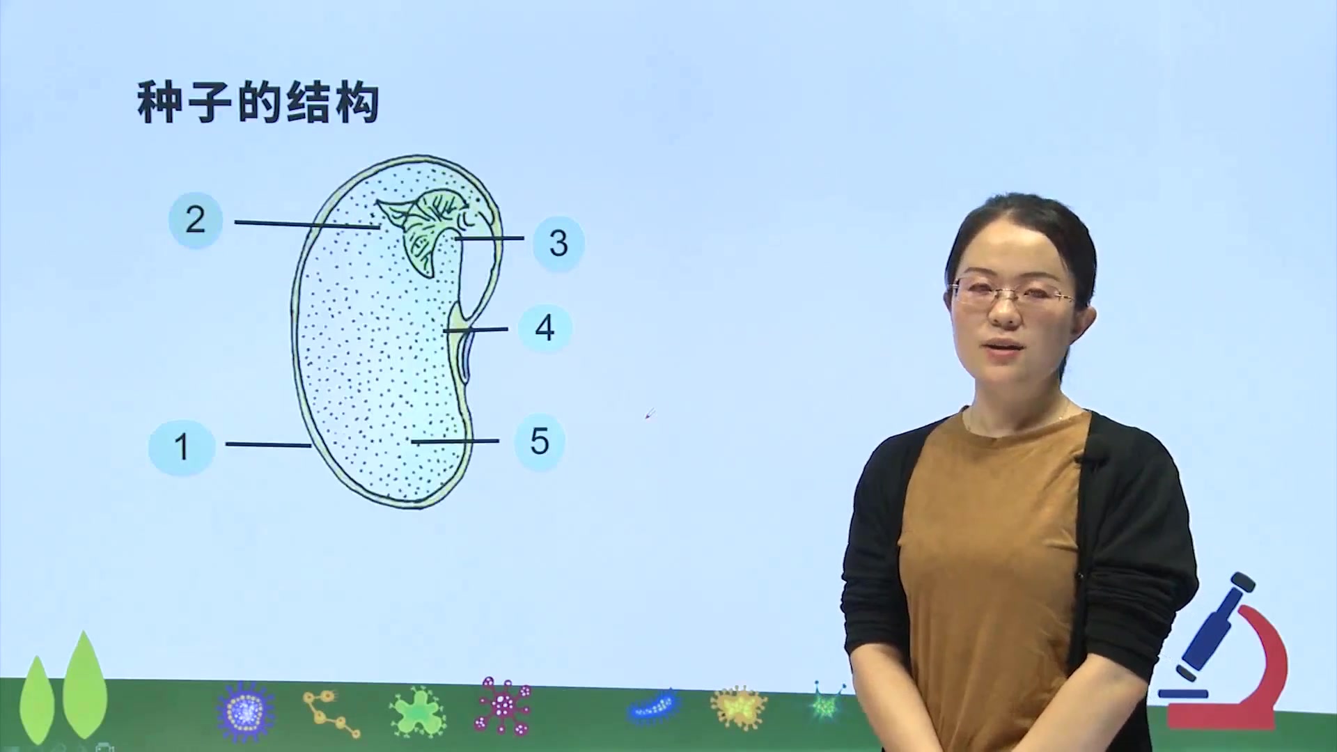 [图]七年级生物人教版：种子的萌发（第一课时），直击考点