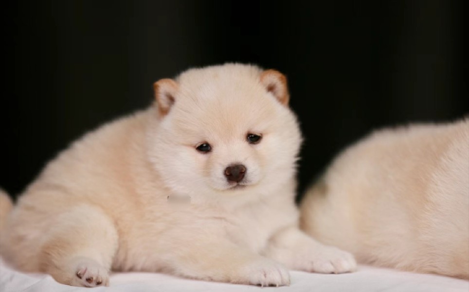 在售柴犬胖胖的白豆柴来啦好像北极熊喔柴犬价格幼犬预定养柴咨询