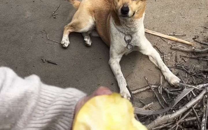 [图]我们的乡村生活。