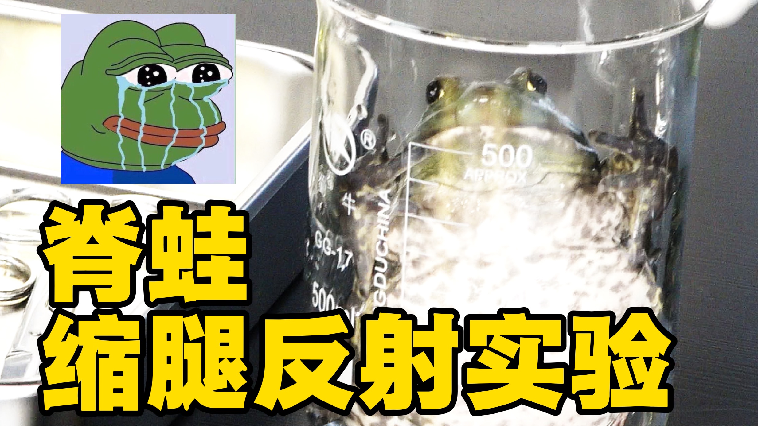 脊蛙缩腿反射全解析!