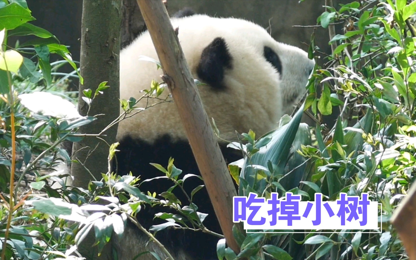 [图]花花坐在角落里吃小树零食