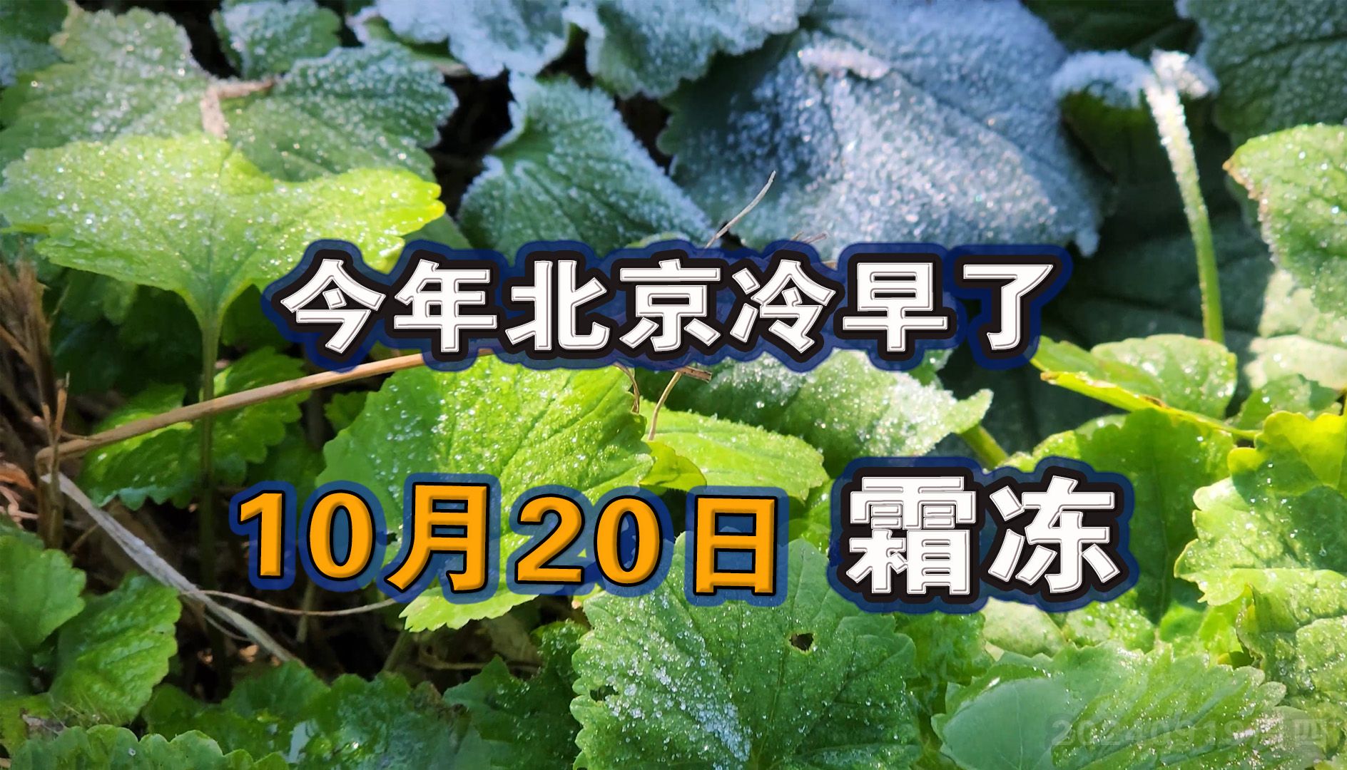 今年北京冷早了才10月20日就霜冻暖气供暖时间11月15日自供暖赶集零下哔哩哔哩bilibili