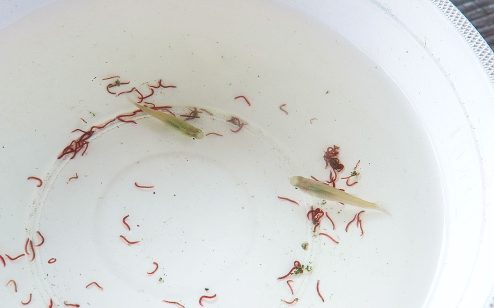 据说一条食蚊鱼一天能吃掉2000只蚊子幼虫捞2条试试真这么牛吗