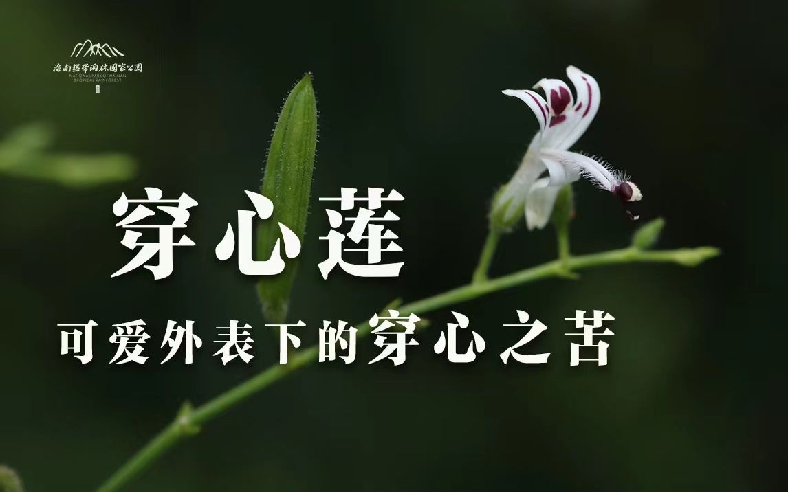 植物篇:穿心莲 | 海南热带雨林国家公园科普视频系列哔哩哔哩bilibili