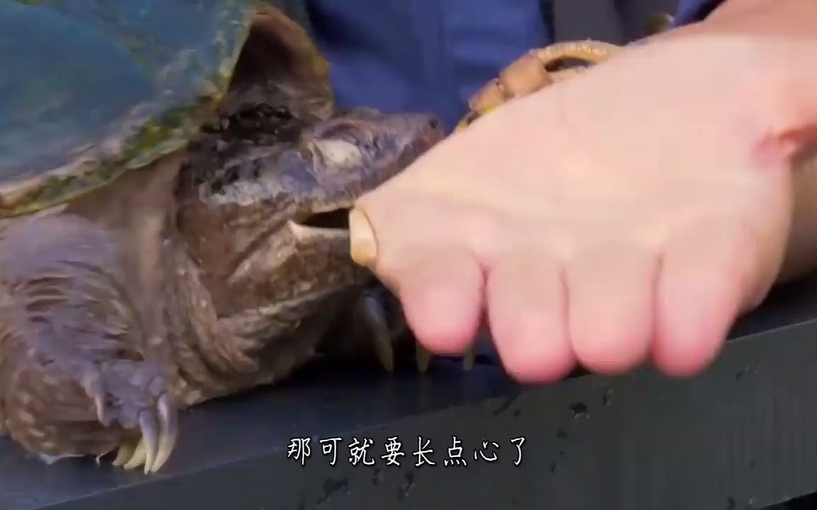 老外被鳄龟咬住了手指.