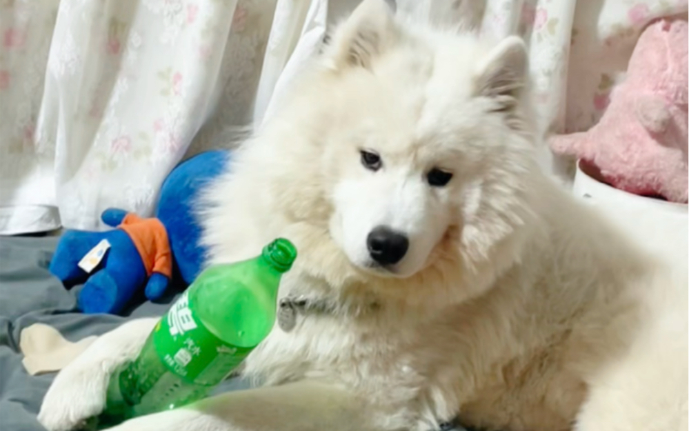 爱喝雪碧的萨摩耶