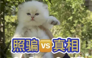 Video herunterladen: 怀揣忐忑心，网红猫🆚照骗的区别