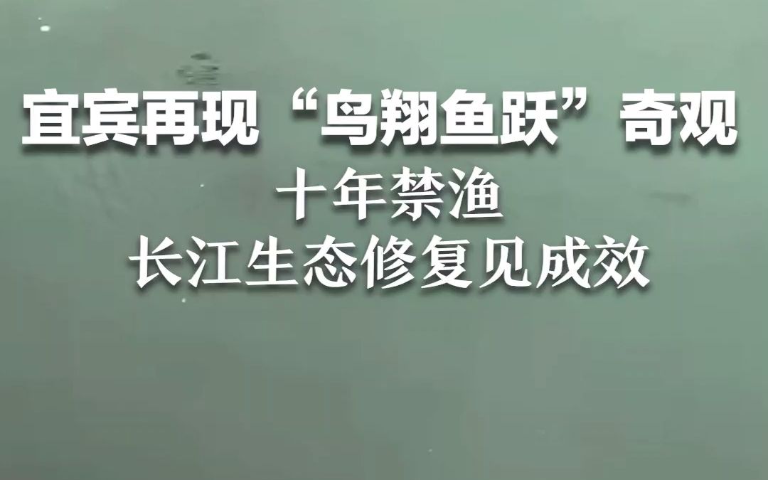 [图]宜宾三江口再现“鸟翔鱼跃”奇观，十年禁渔长江生态修复见成效