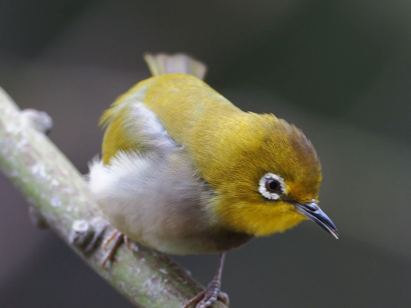 让你近距离观察暗绿绣眼鸟的"绣眼"