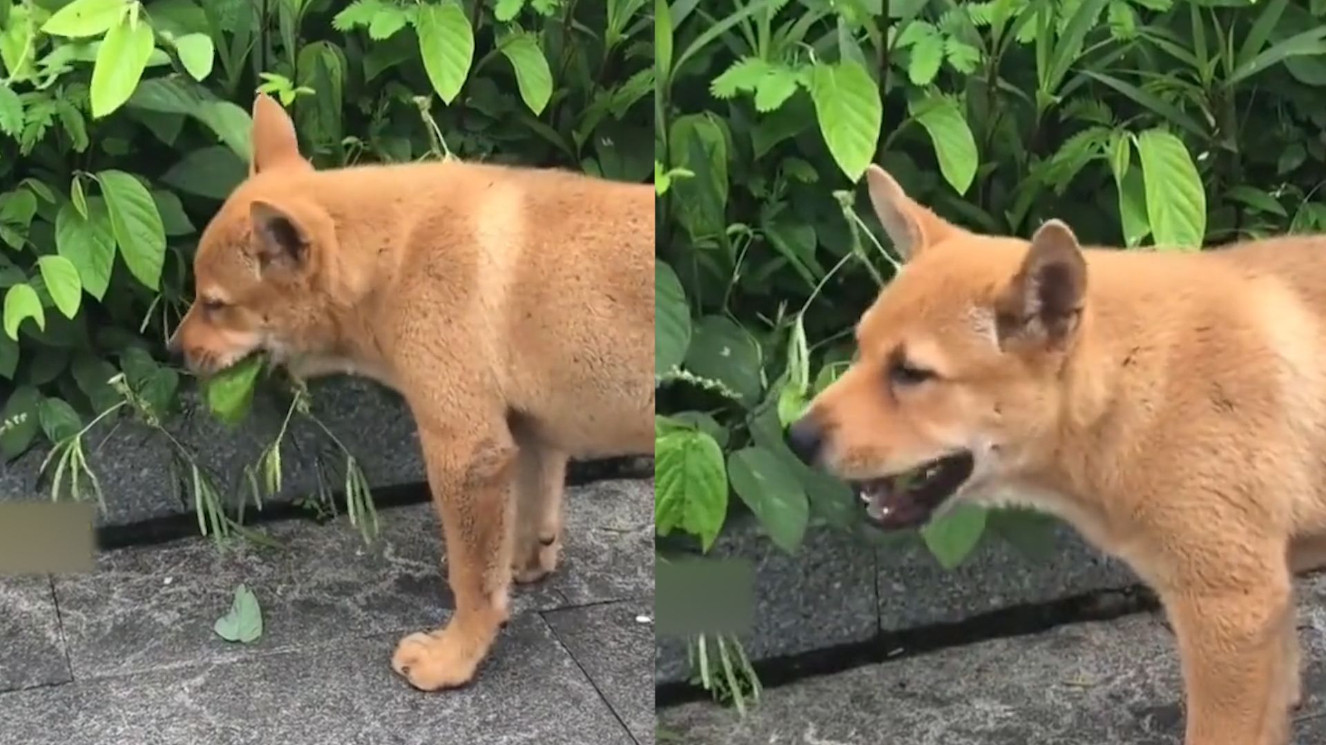 田园犬被撞后常吃路边草,本以为是伤到了脑子,一听草名惊呆了哔哩哔哩bilibili