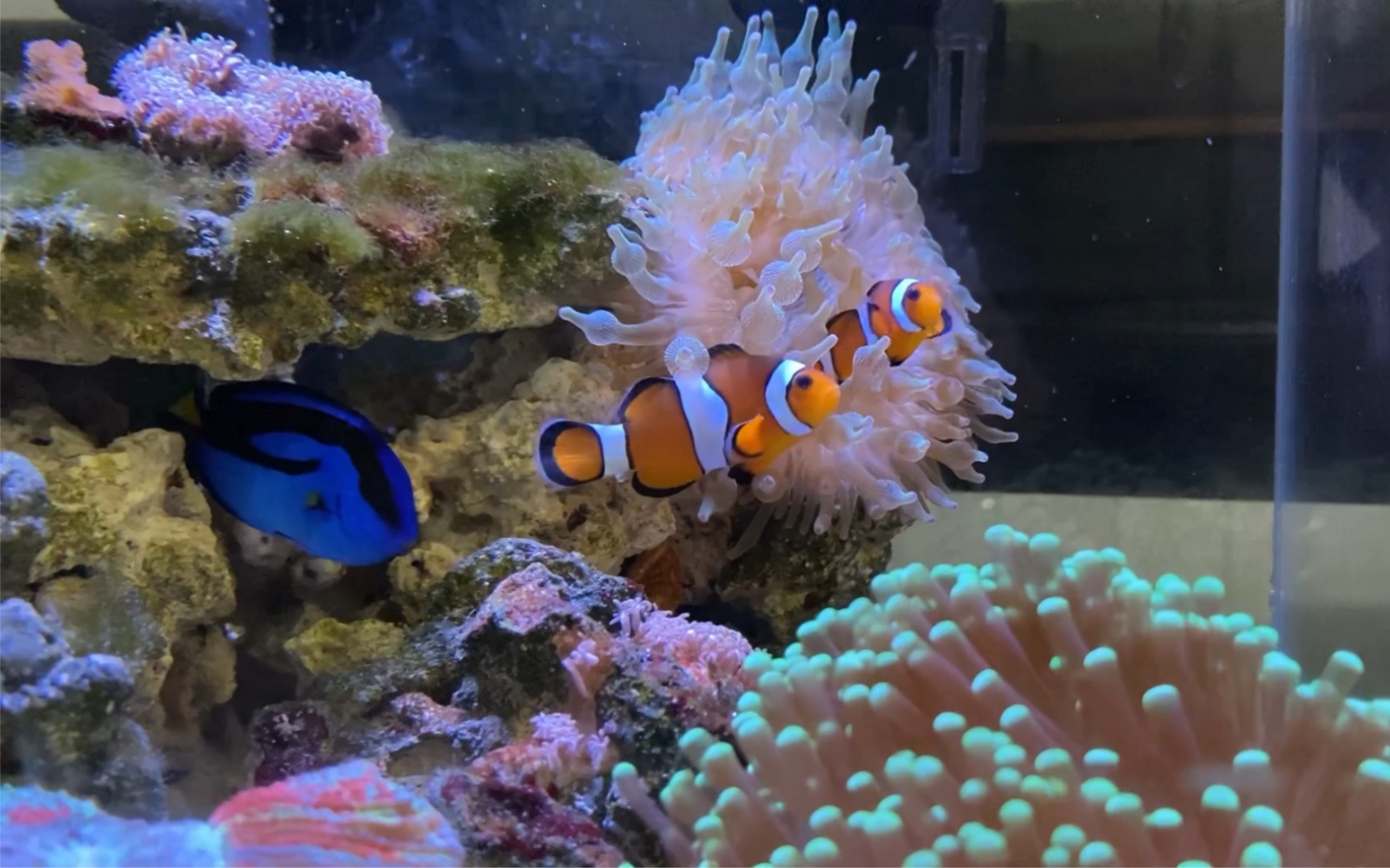 开缸将近一年的30厘米迷你海缸,两只小丑鱼和一只蓝吊的悠闲生活.