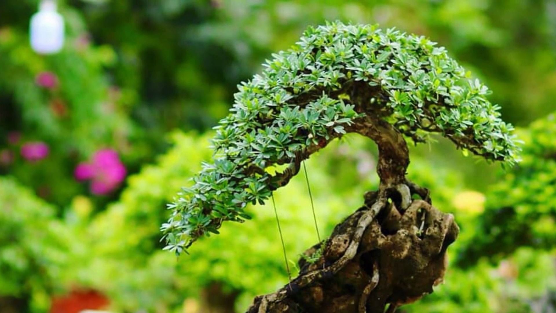 越南南部盆景展上