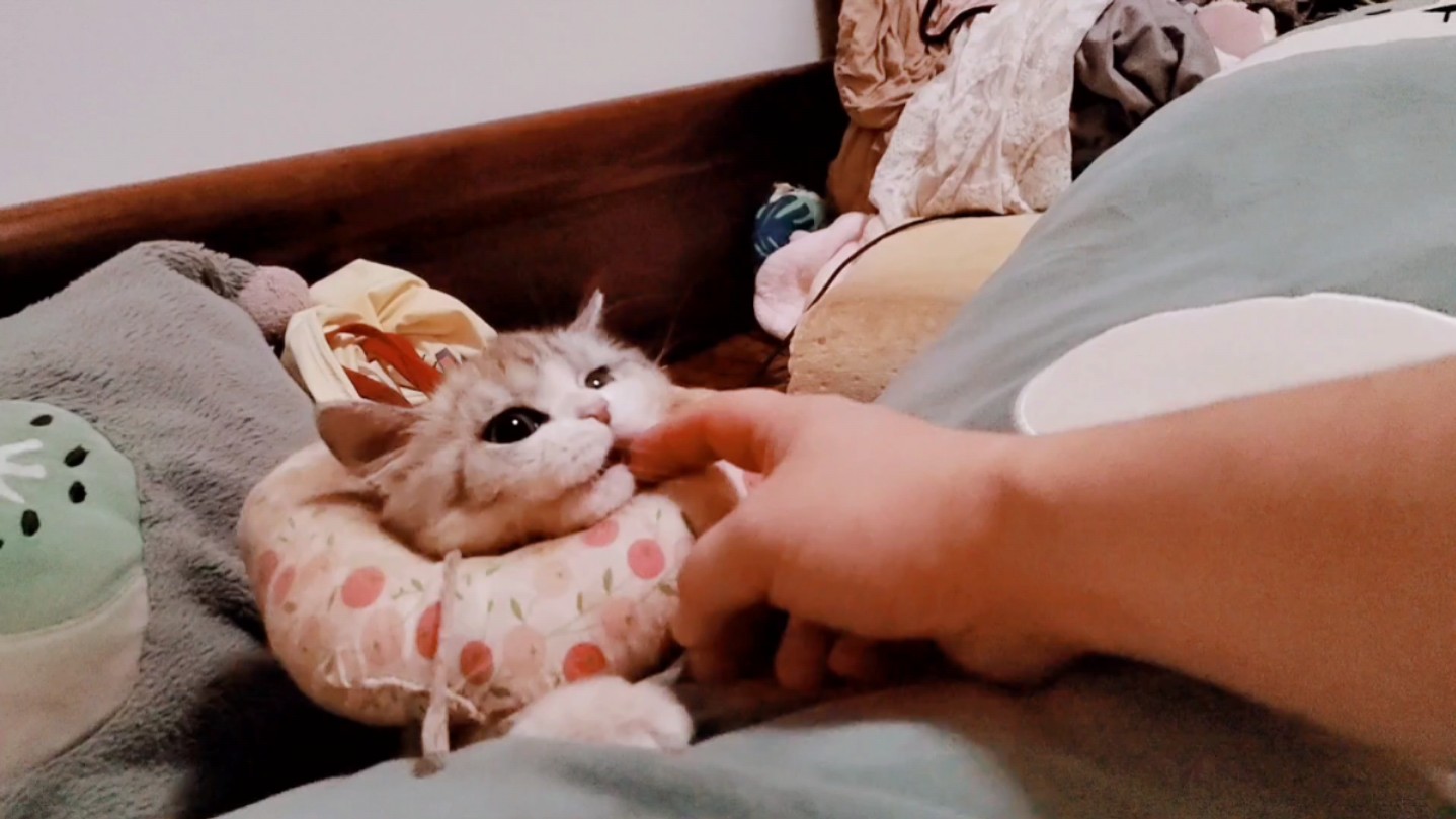 主人与猫咪互动!温馨时刻