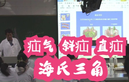 [图]肌学 腹肌 海氏三角 疝气 斜疝 直疝 系统解剖学