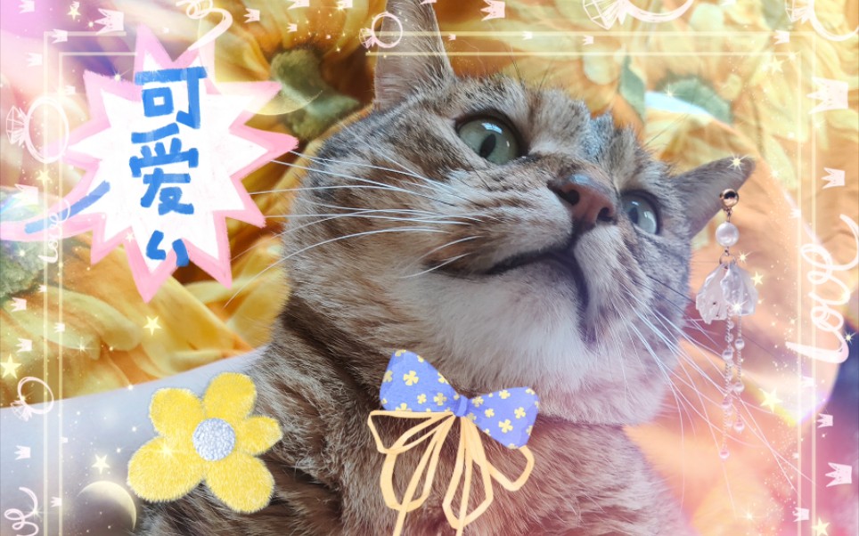 毕业校猫祝同济115周岁生日快乐哔哩哔哩bilibili