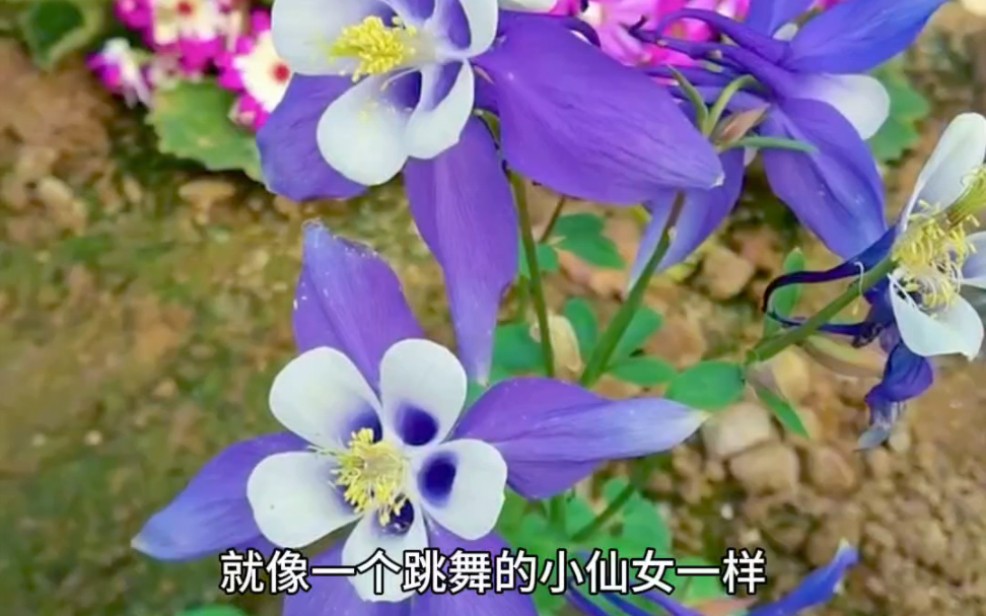 东北也能栽种的花卉:耧斗菜,耐寒零下三四十度,开花花结的种子也能播种哔哩哔哩bilibili