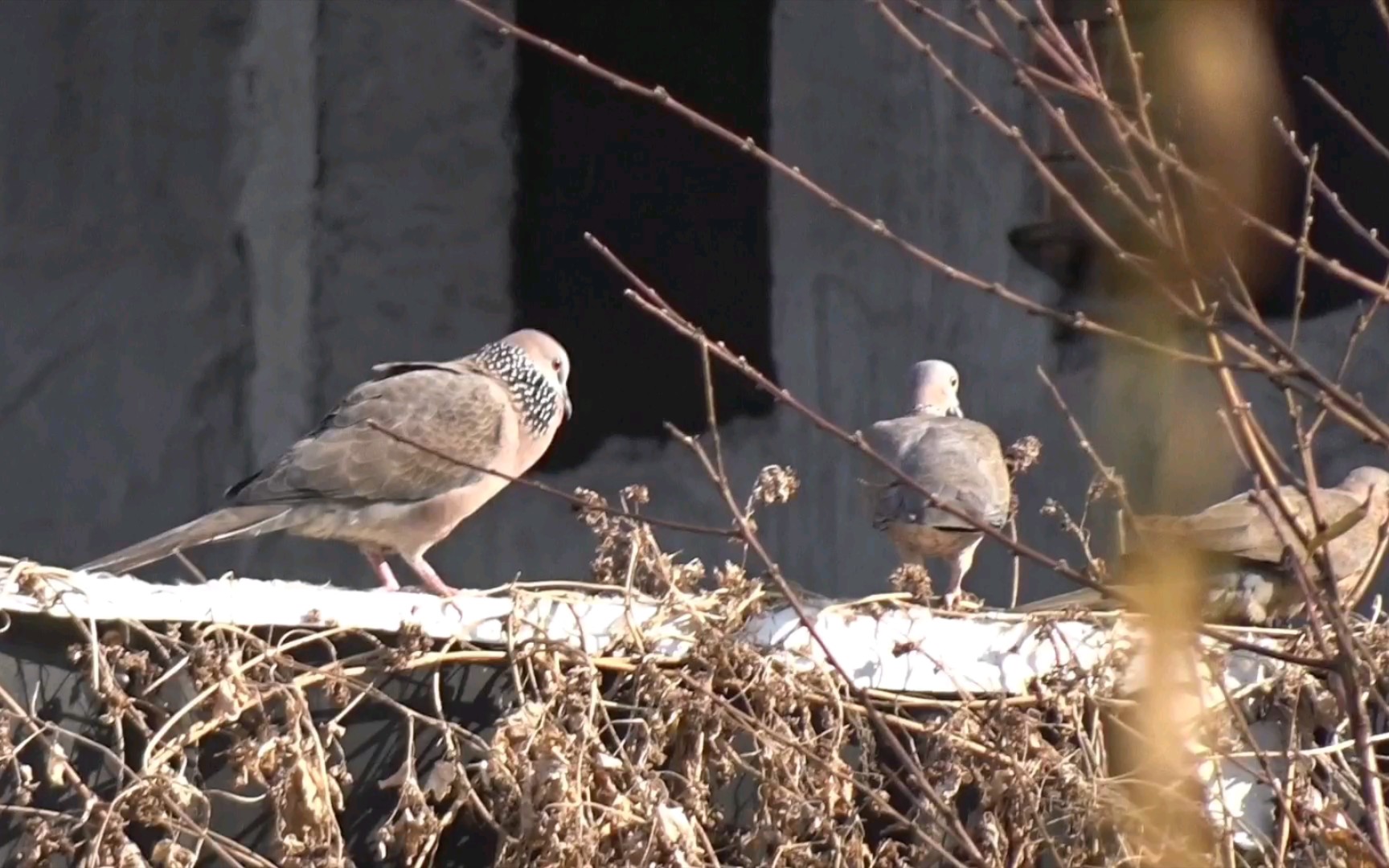 咕咕求偶吓跑了两只咕咕