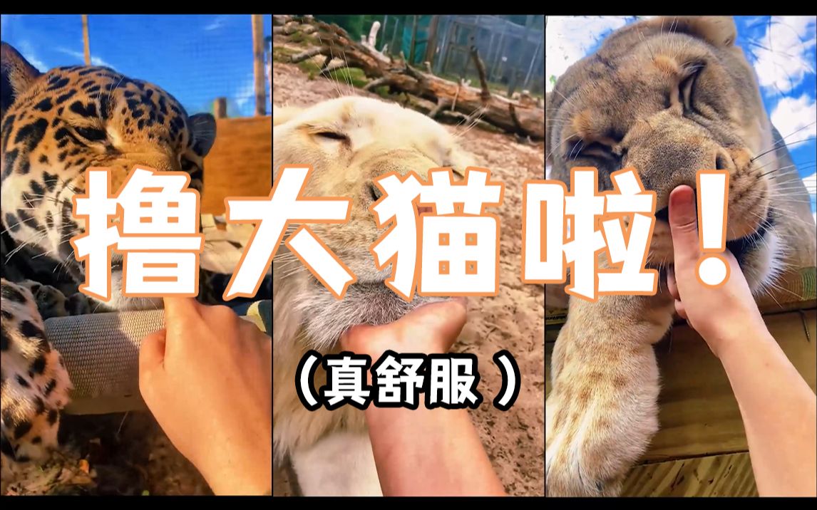 [图]猫科永不为奴，除非包吃包住——第一视角体验撸大猫