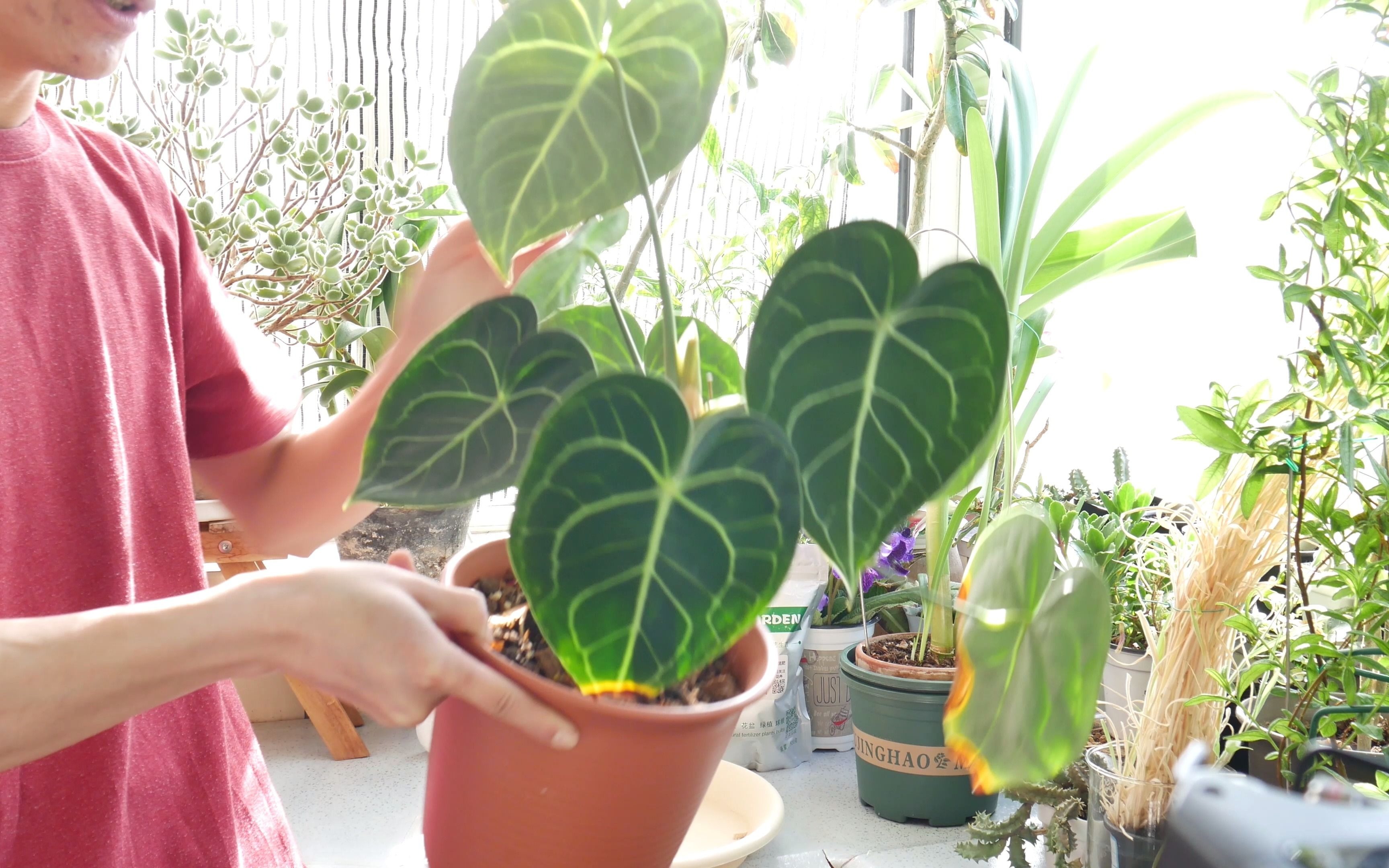 582秘鲁水仙最不适合换盆的时候换盆我是力争把花养死的男人不要学我