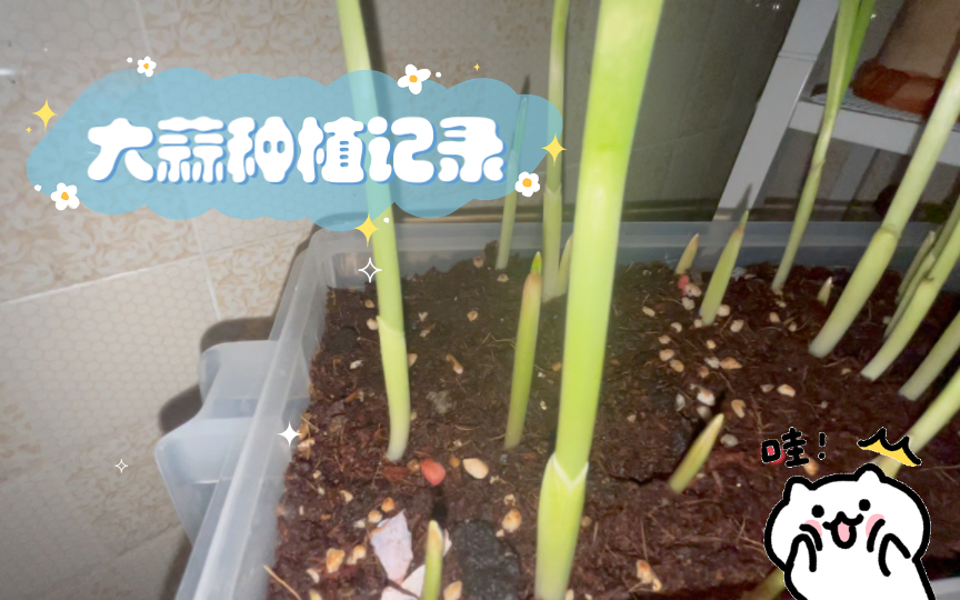 大蒜种植记录哔哩哔哩bilibili