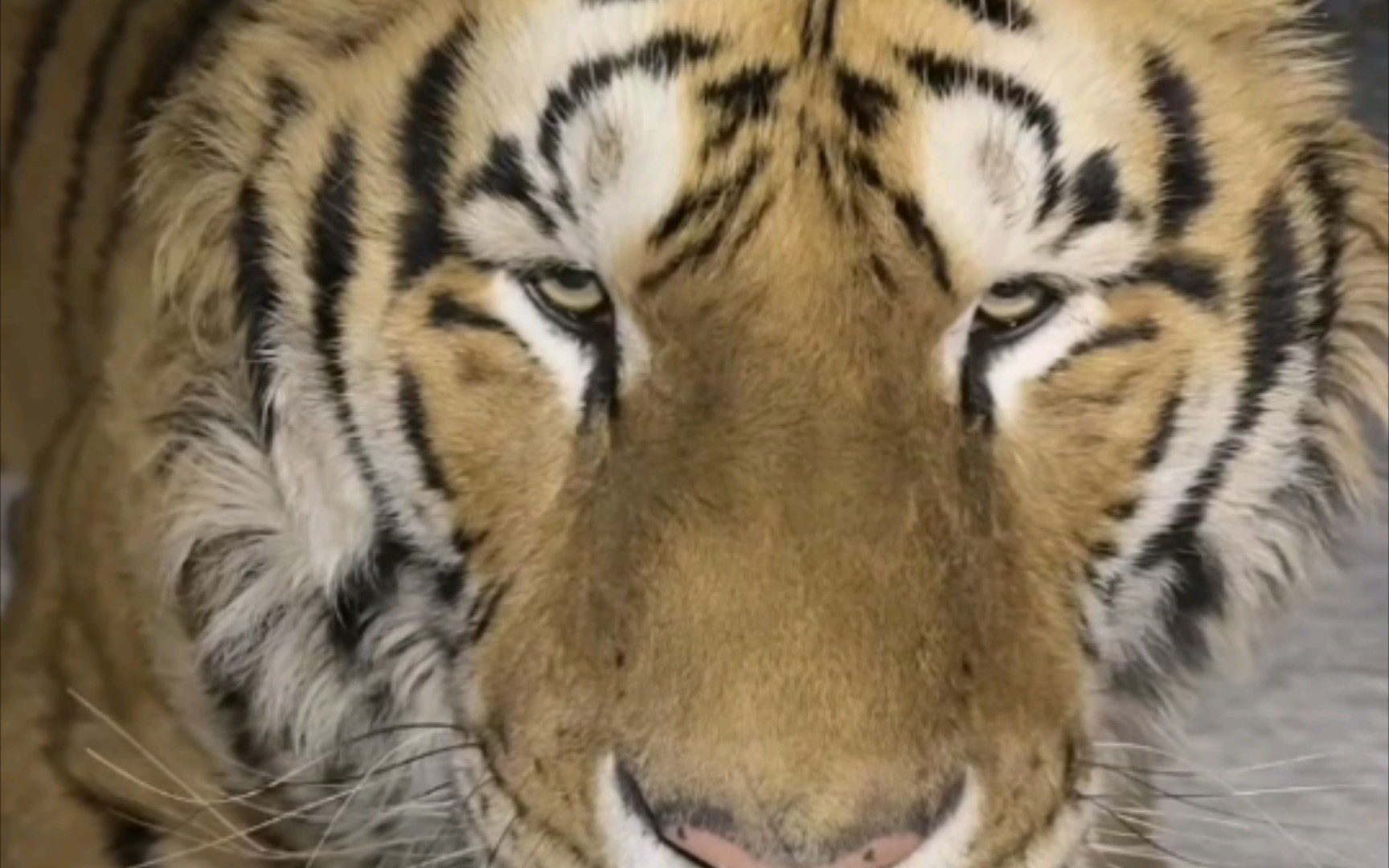 大晚上老虎仰天大睡不怕冷,饲养员叫他起来直播