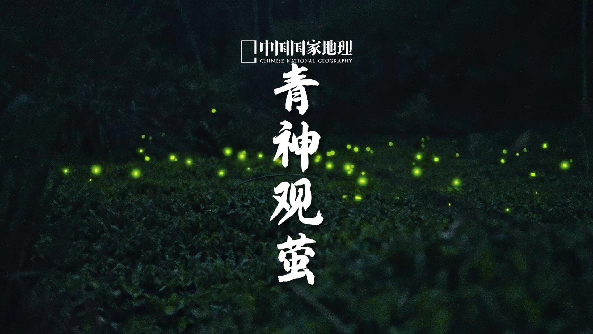 萤火虫|每个人心中都有一片萤火之森哔哩哔哩bilibili