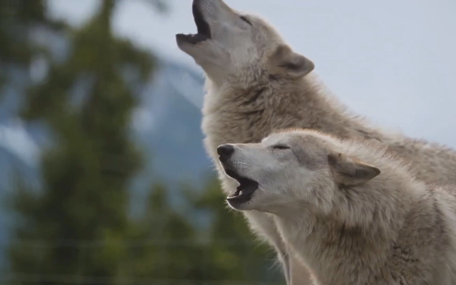 纪录片.国家地理.阿拉斯加野生动物救援.s01.2020[片头][高清][英字]