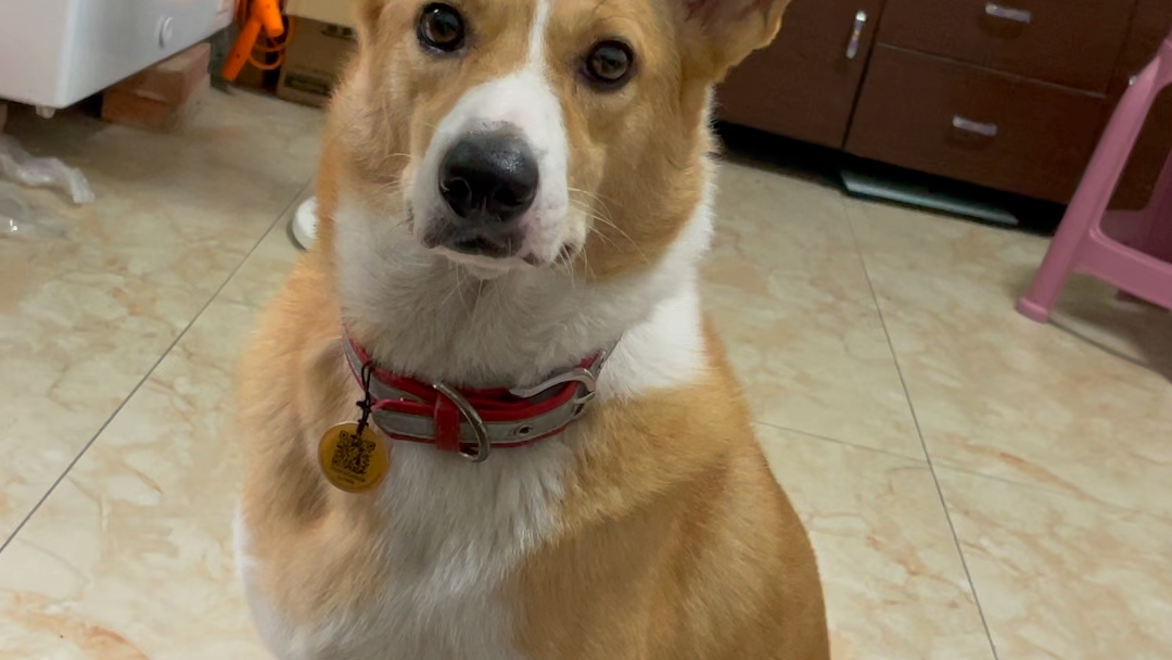 长得像柯基的田园犬.超级乖乖