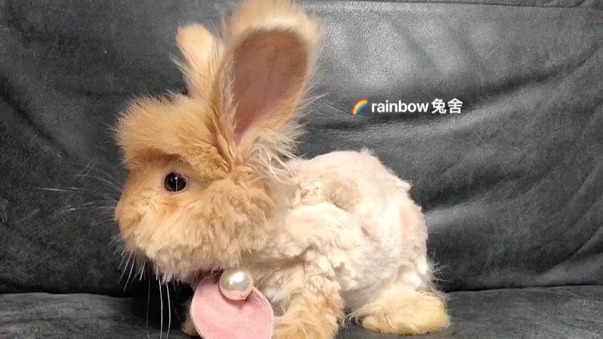 彩色安哥拉幼兔 橘色