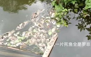 Descargar video: 入侵罗非鱼生病集体死亡