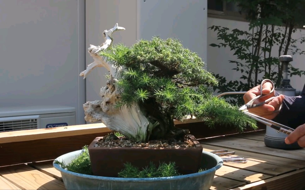 杜松盆景切芽整形bonsaishinshi